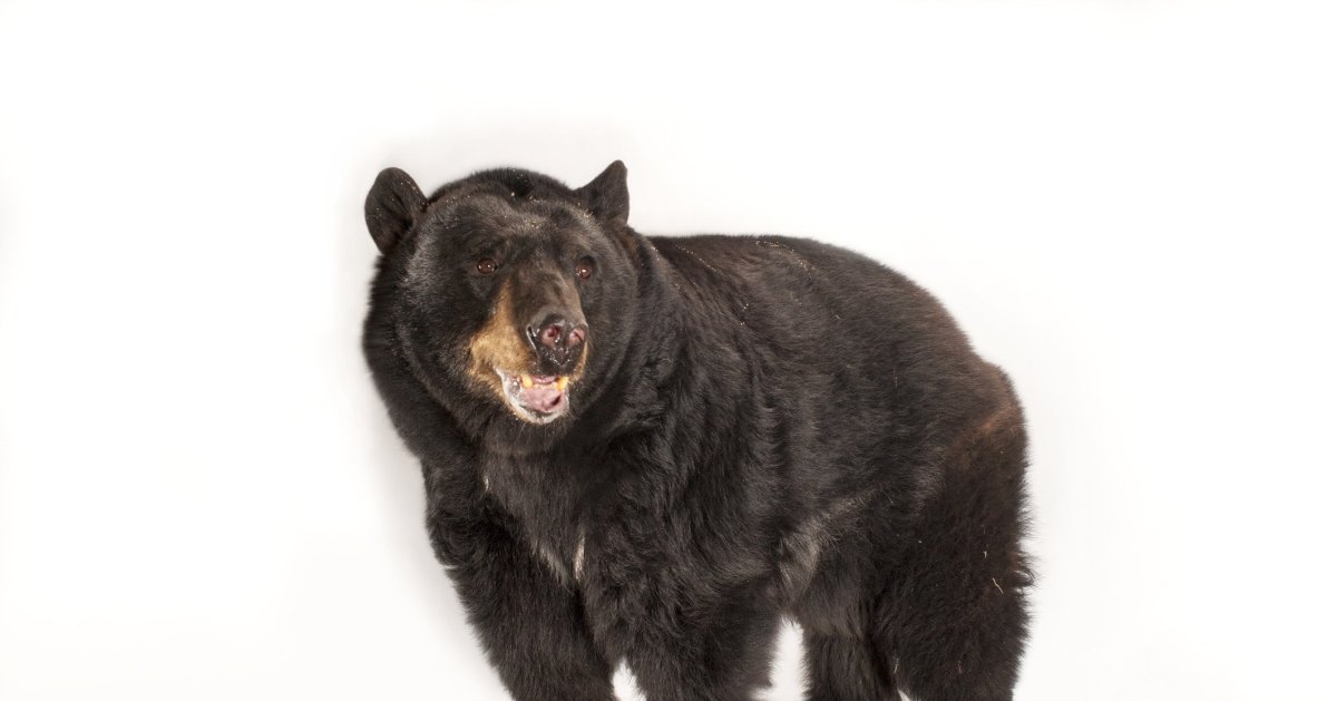 Бурый медведь