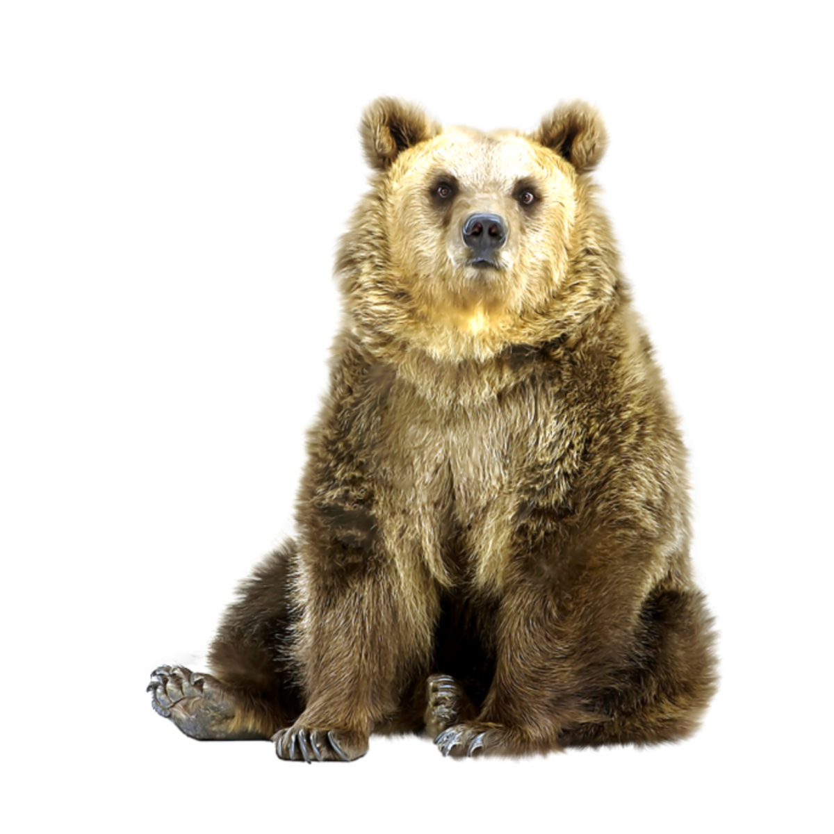 Медведь сидит