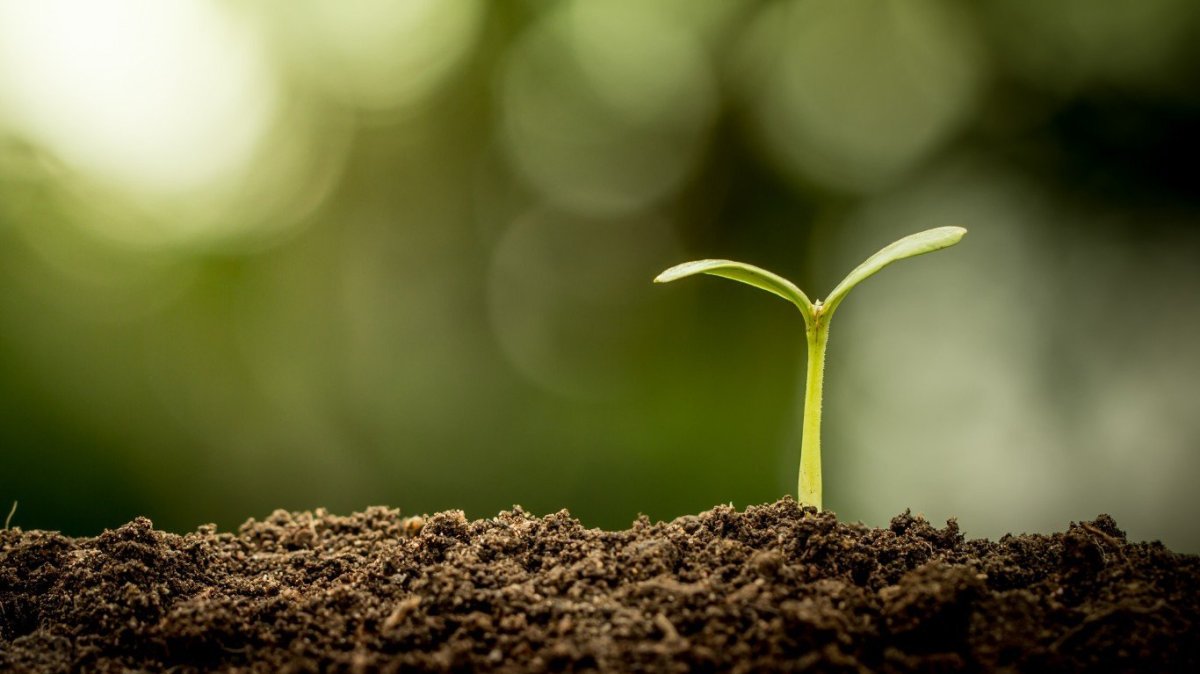 Растения в почве