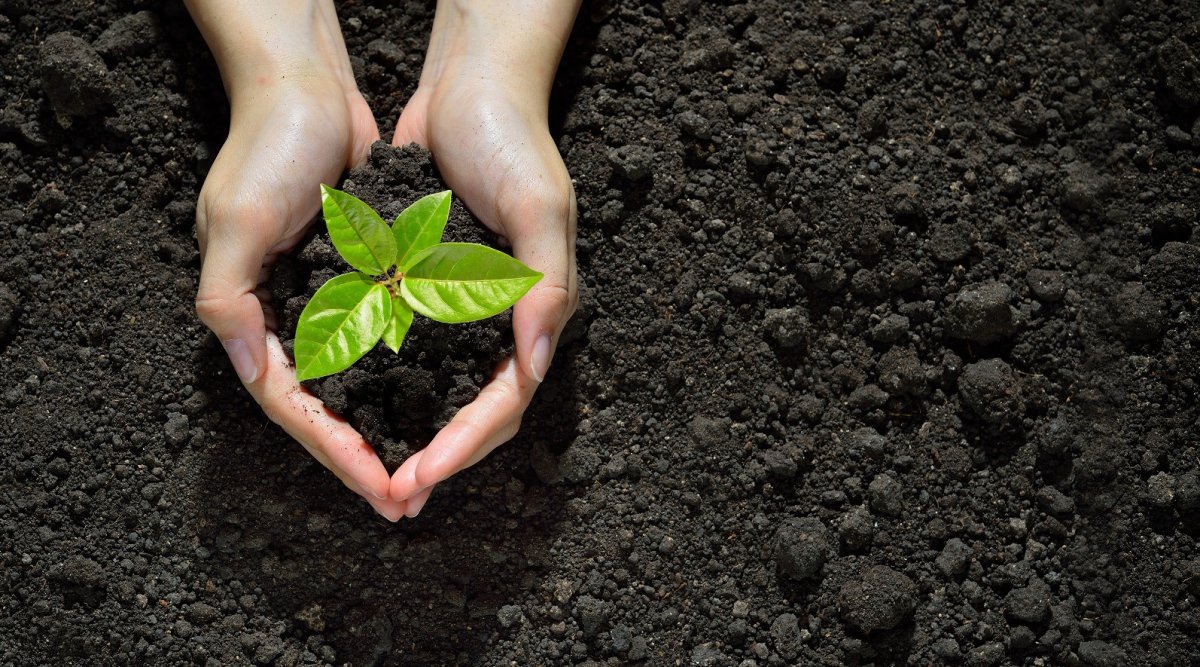 Почва в руках