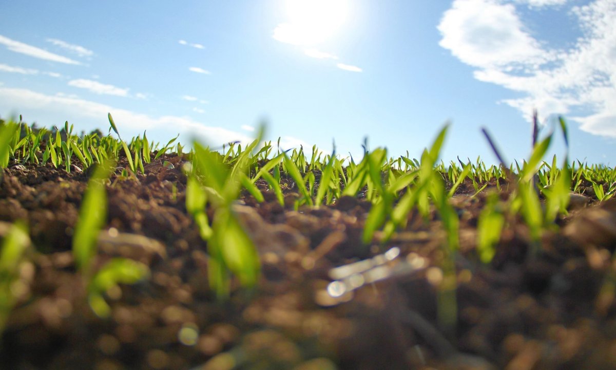 Поле всходы