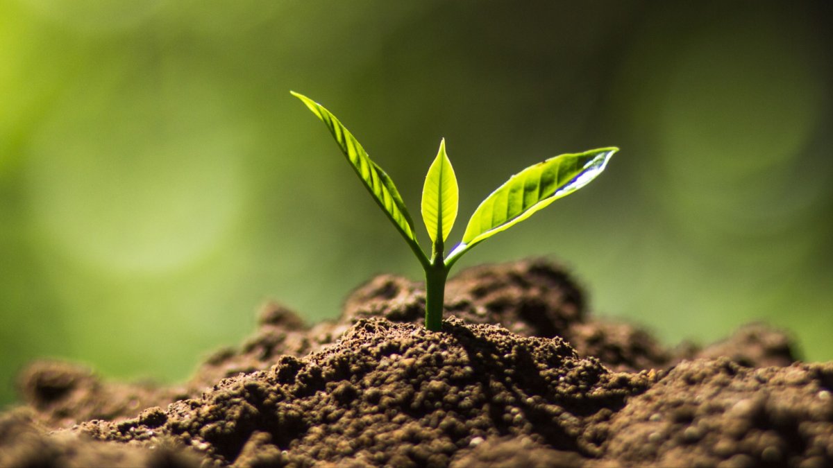 Красивые задние фоны с почвой