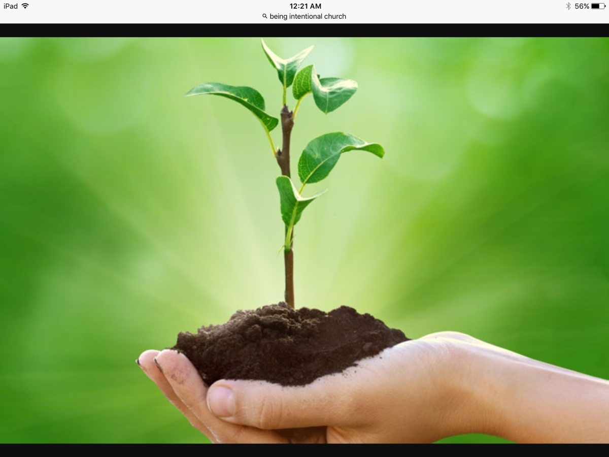 Чистая почва