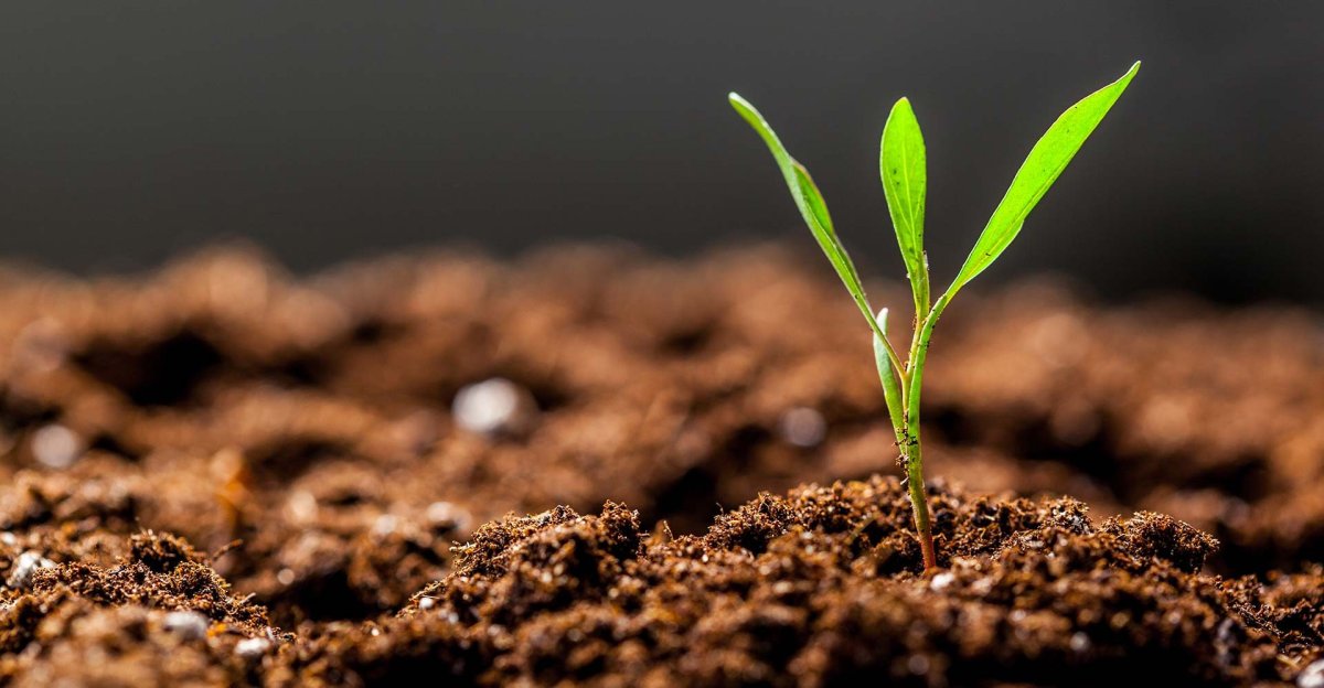 Чистая почва