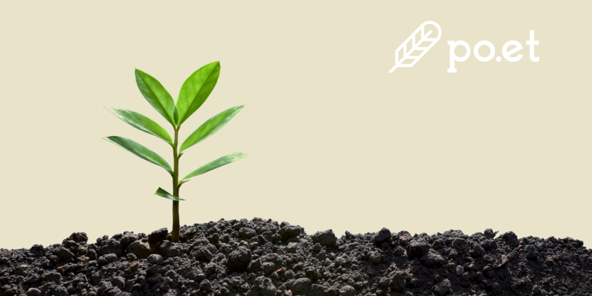 Растущий Росток на белом фоне