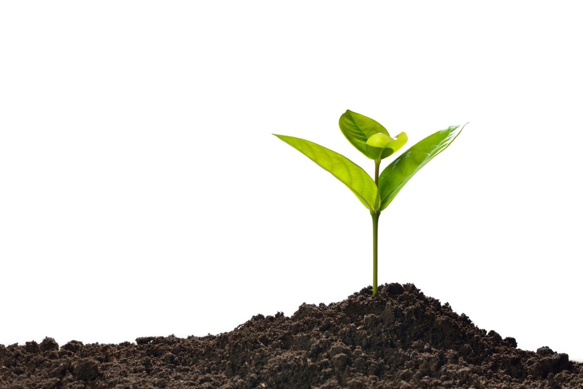 Росток на белом фоне