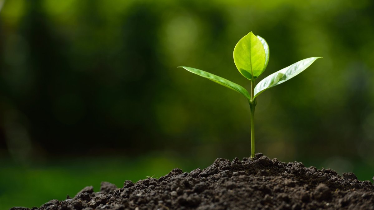 Росток из почвы