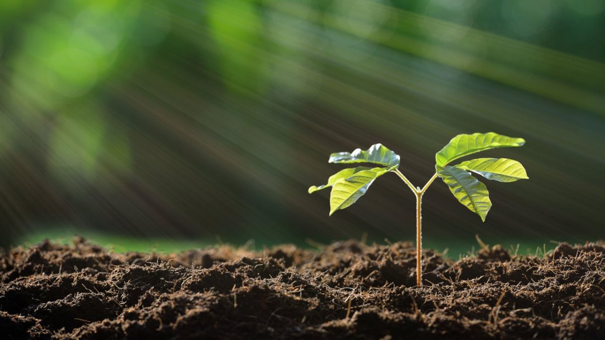 Росток плодоносный Иосиф