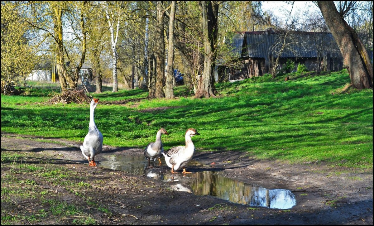 Ранняя Весна в деревне
