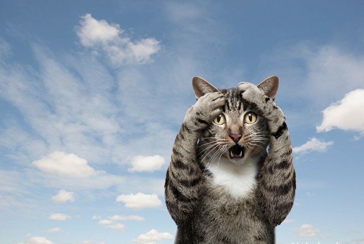 Удивленный кот