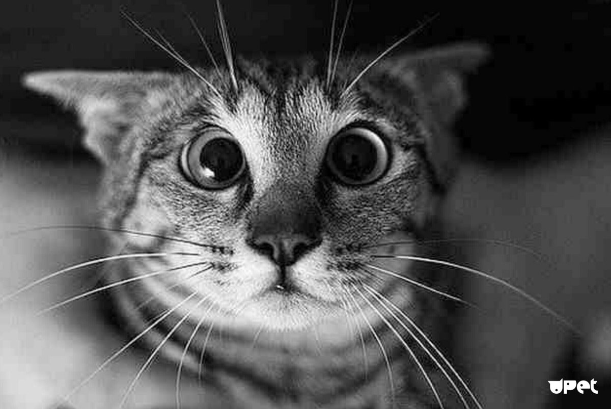 Коты демотиваторы