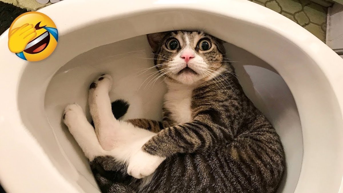 Смешные животные да слёз