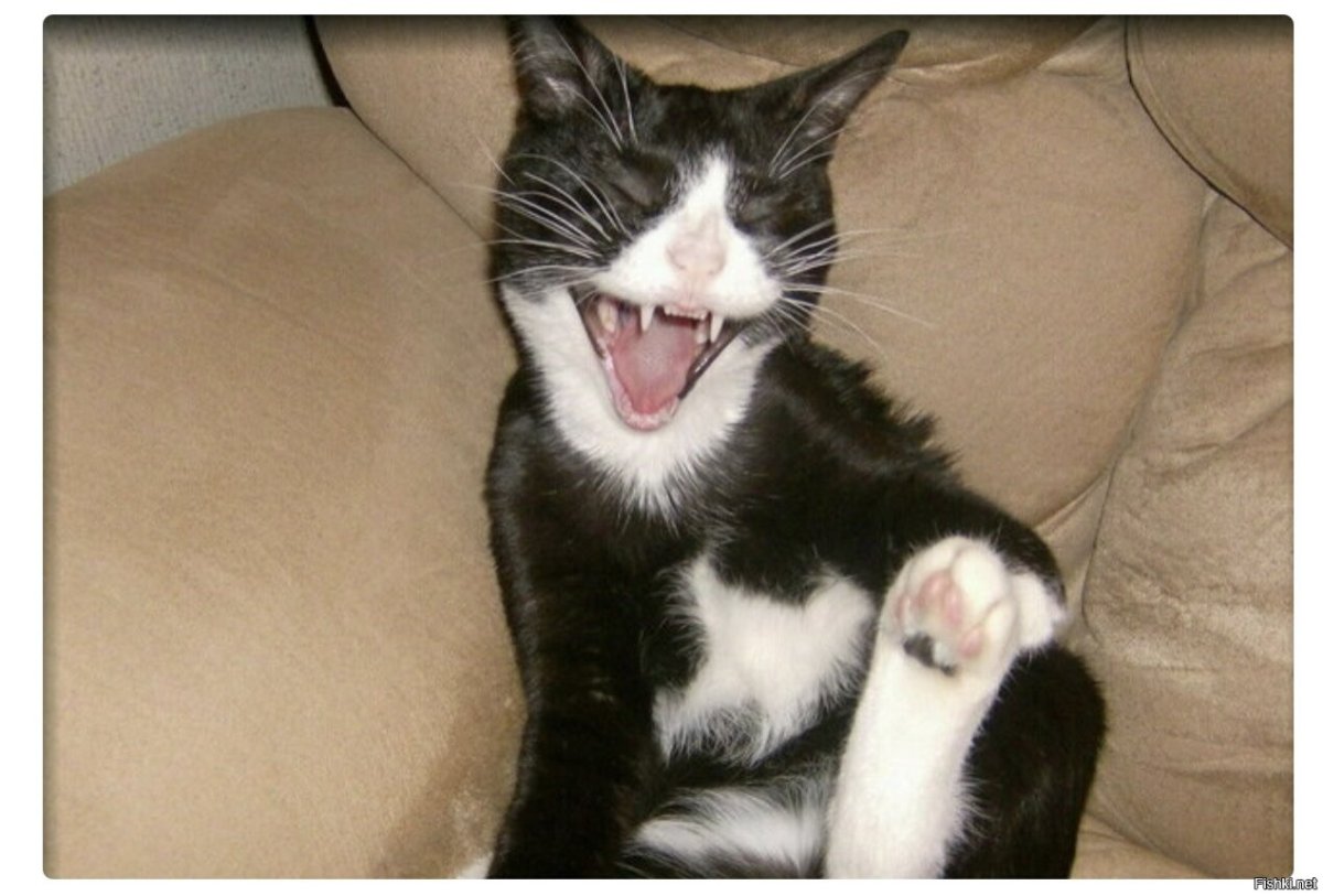 Кошки ржака до слез