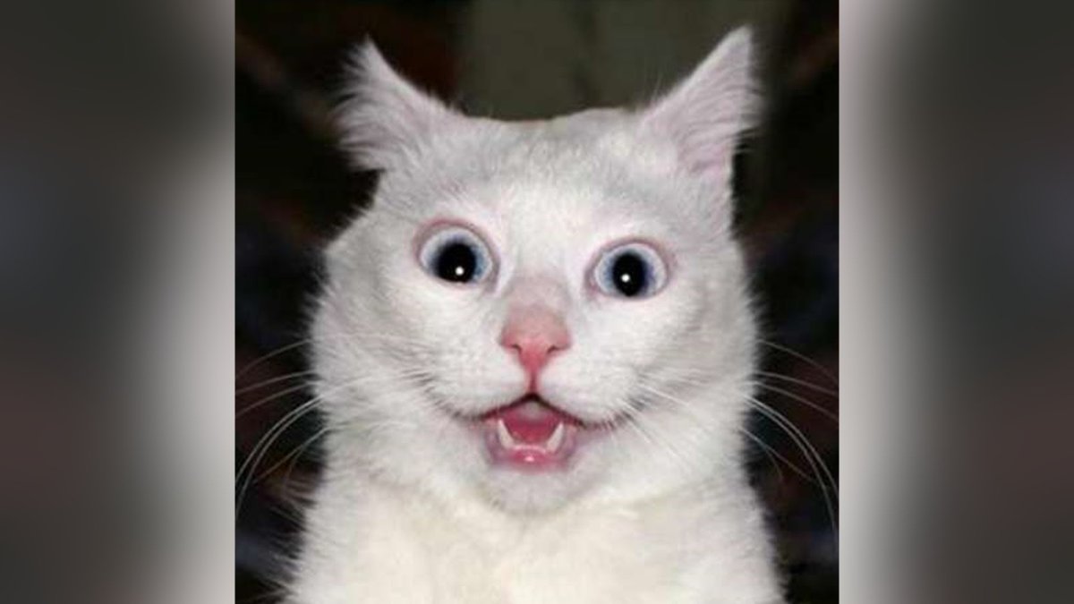 Кот растяжка