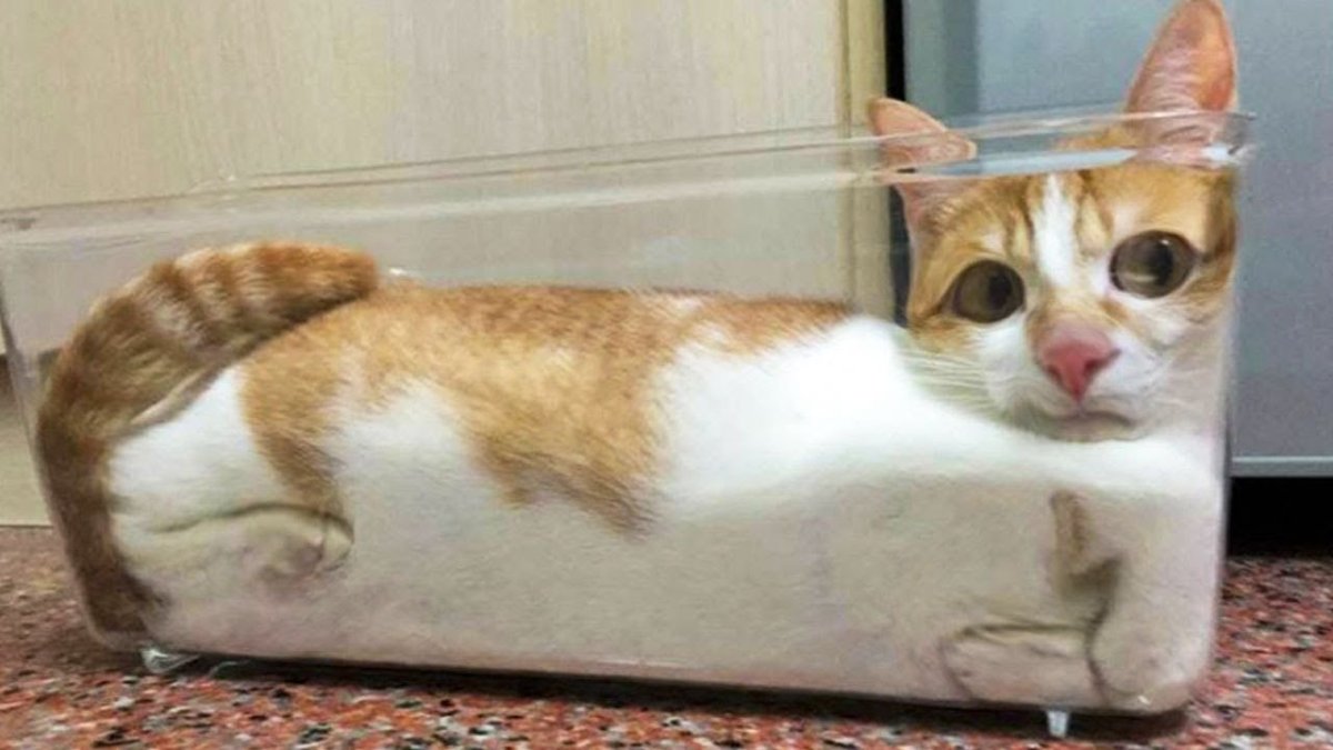 Ржачные котики до слез