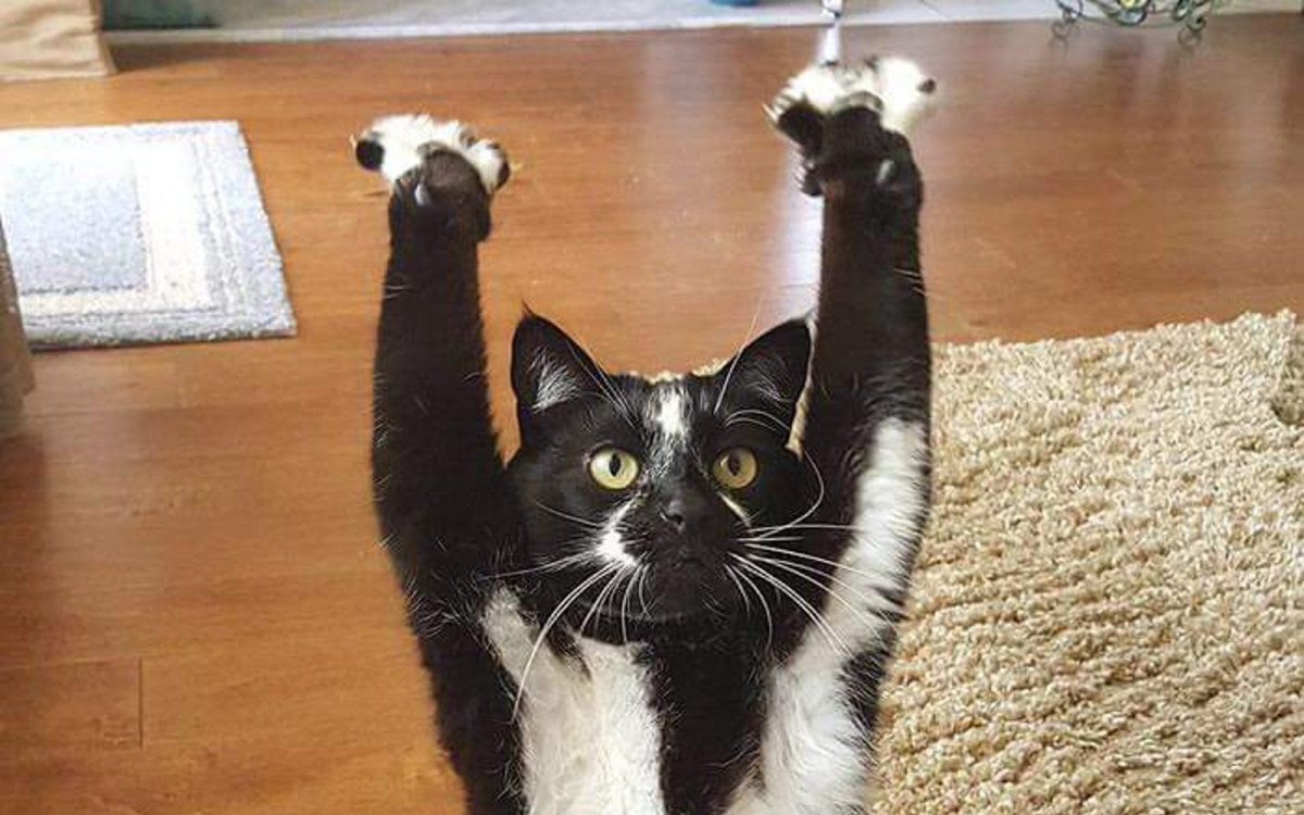 Приколы с котами с надписями