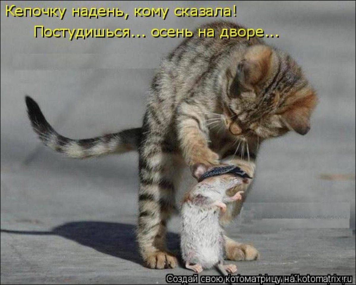 Рыжий кот демотиватор