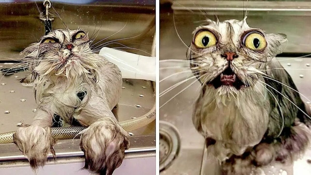 Мокрые коты смешные