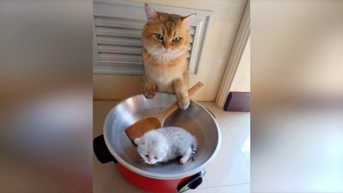 Котики до слез