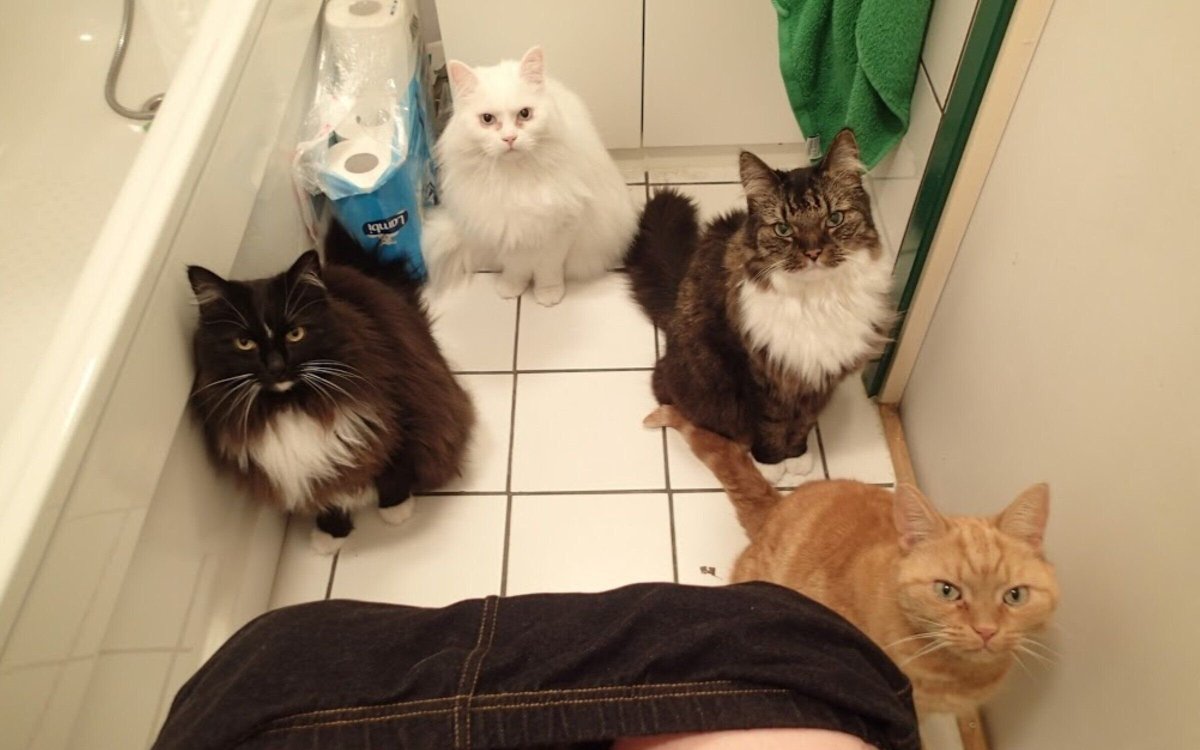 Кот вцепился