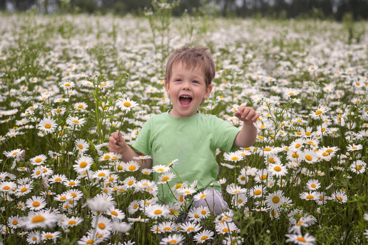 Ромашковое поле