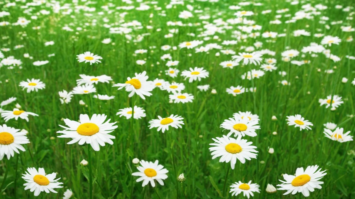 Ромашковые поля в Татарстане