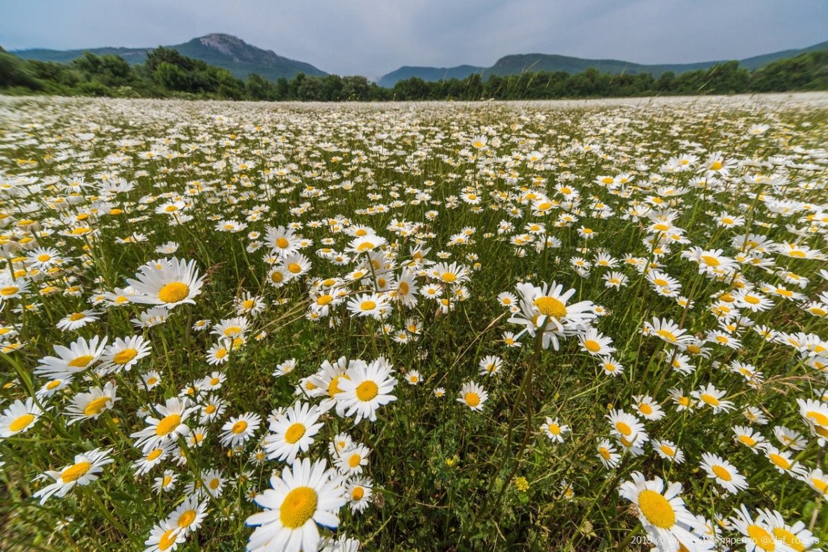 Поляна ромашек