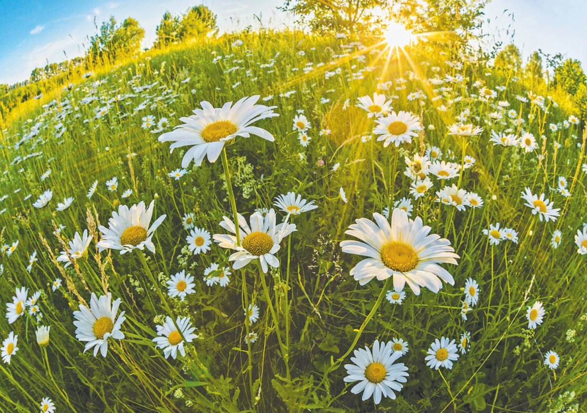 Дети в поле с ромашками
