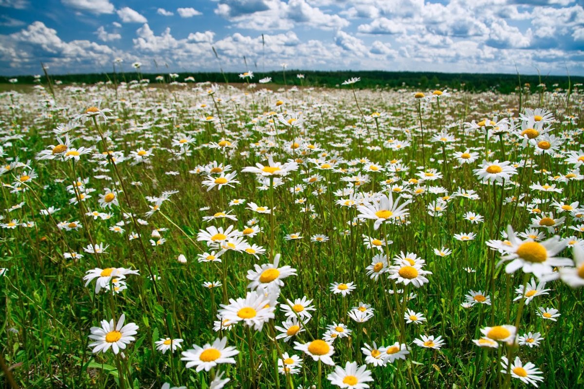 Tricia Reilly Matthews картины