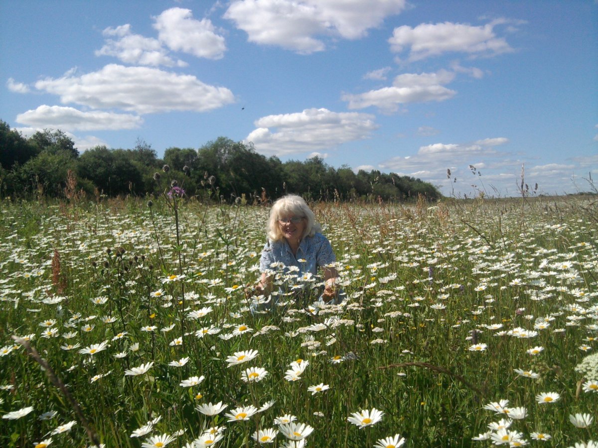 Фон ромашки