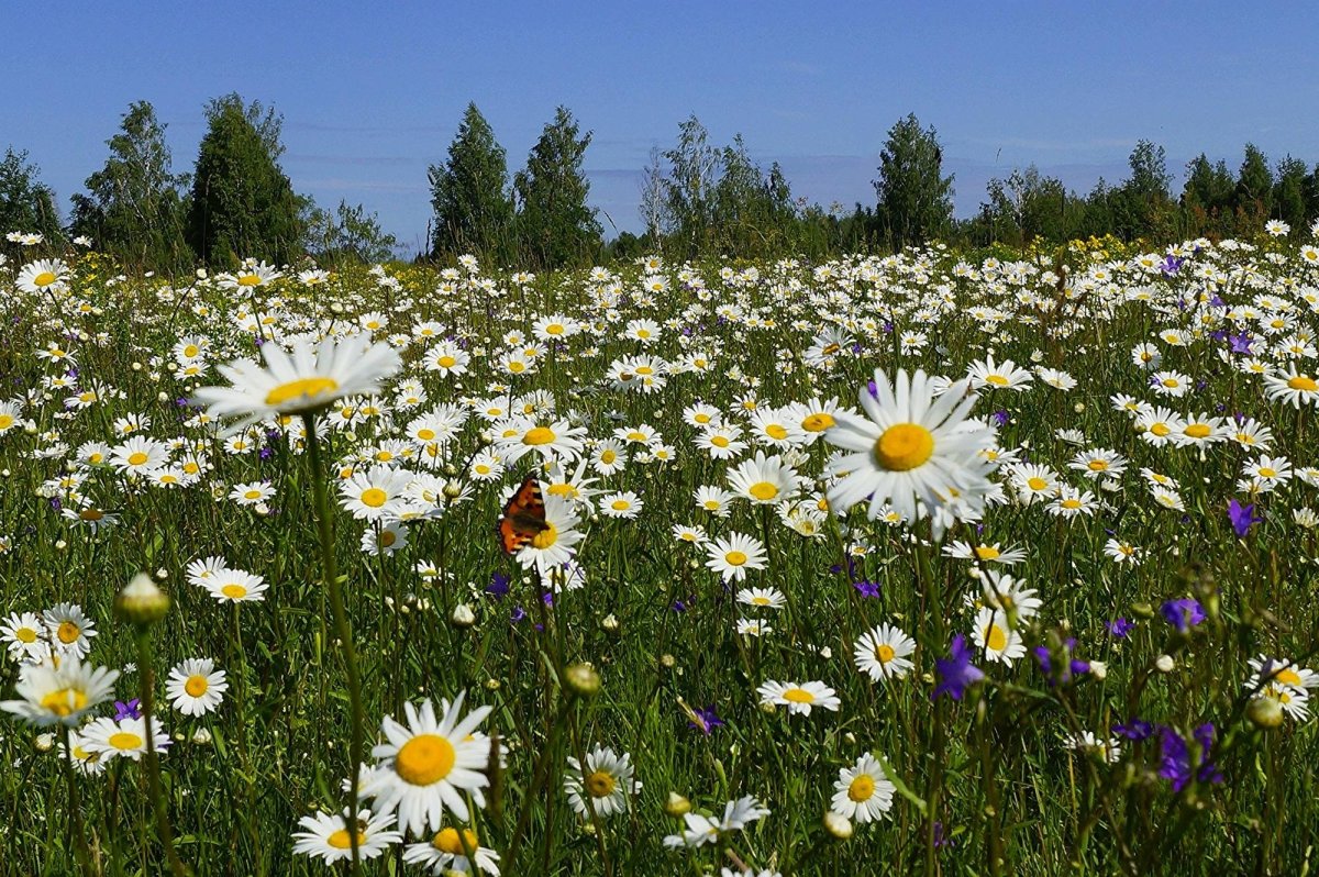 Девочка в ромашках