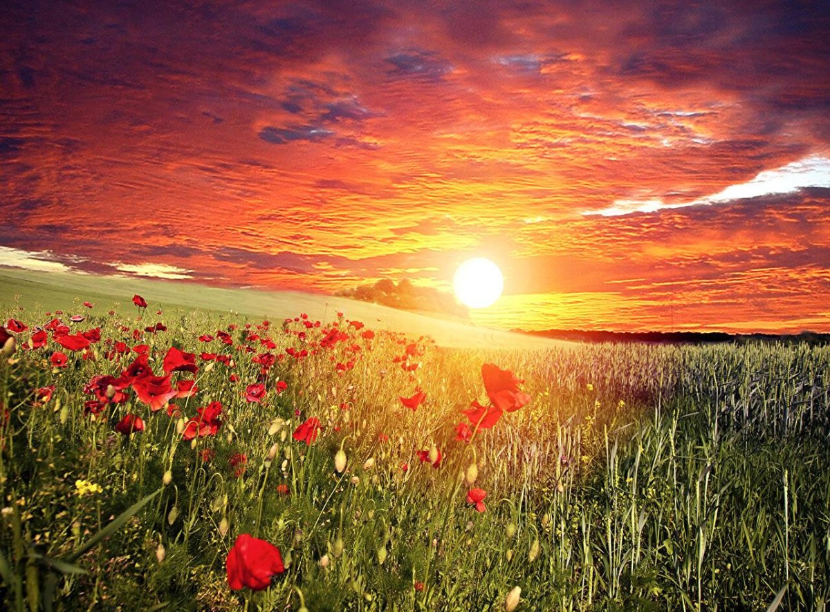 Закат в поле