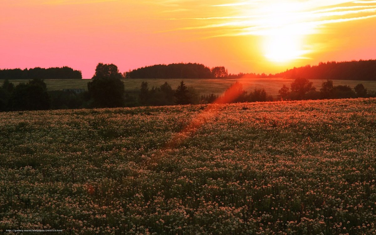 Летний вечер