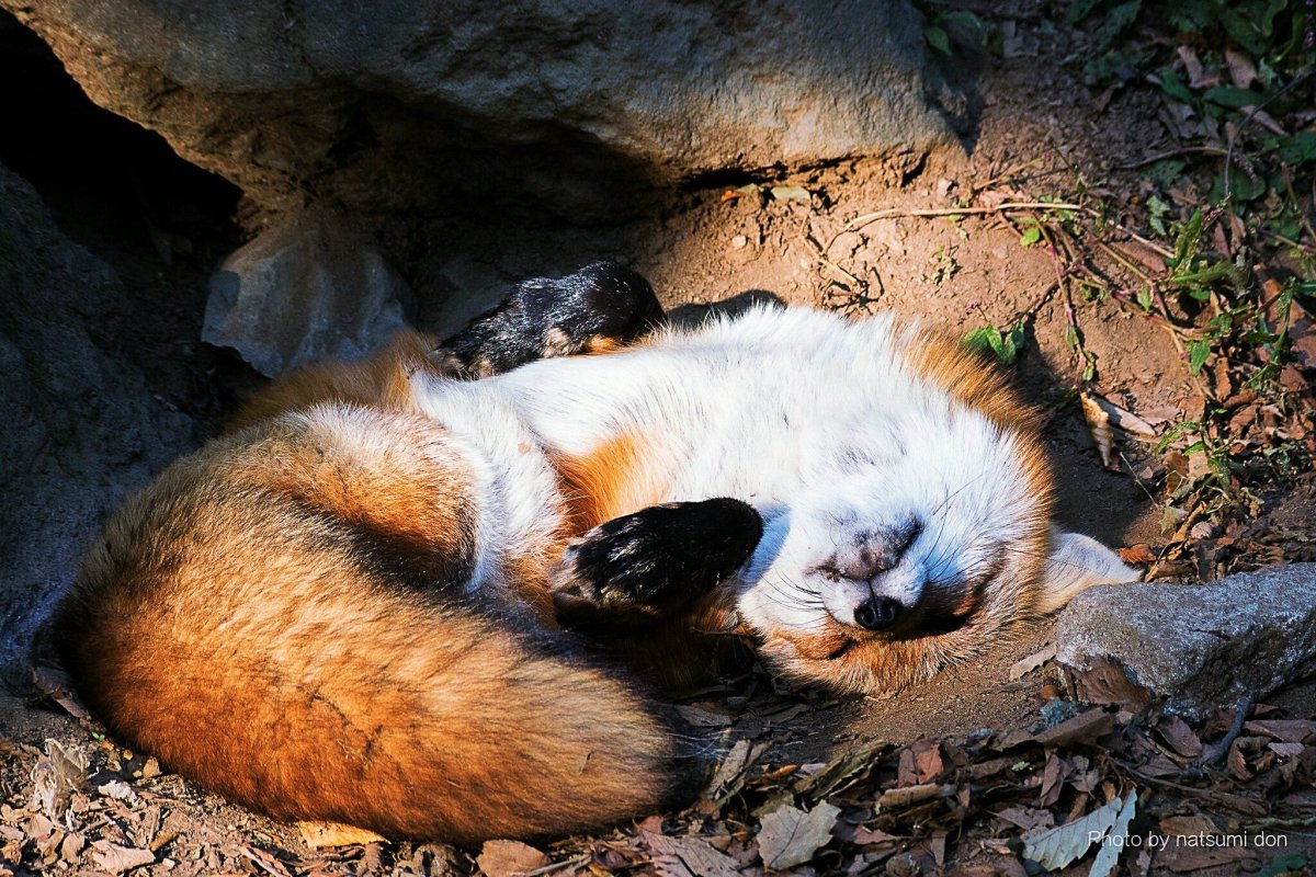 Лиса спит в норе