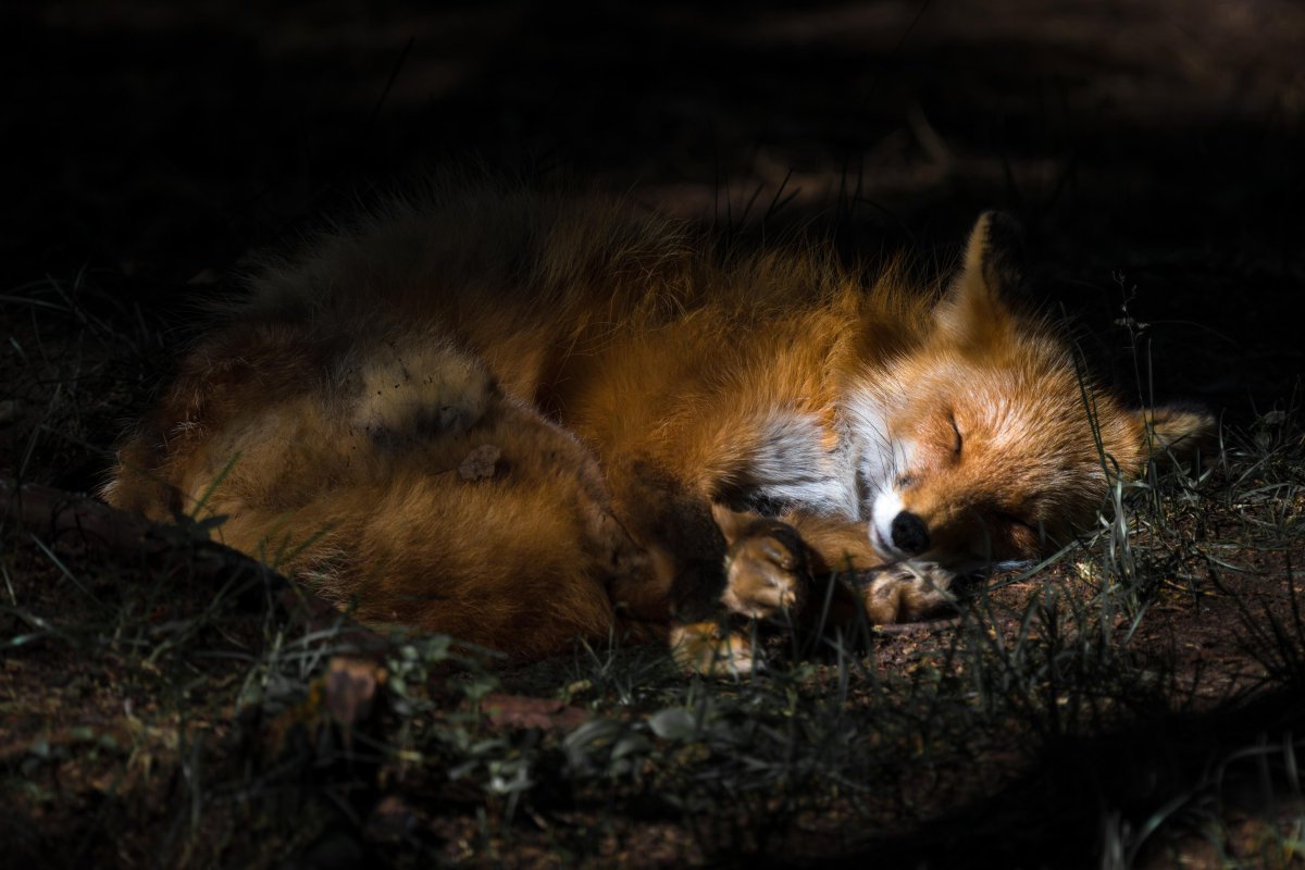 Лиса с лисятами в норе