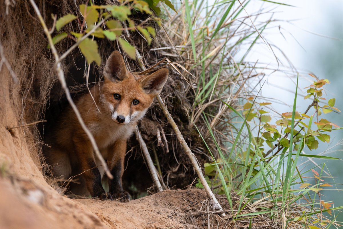 Лисья Нора для детей