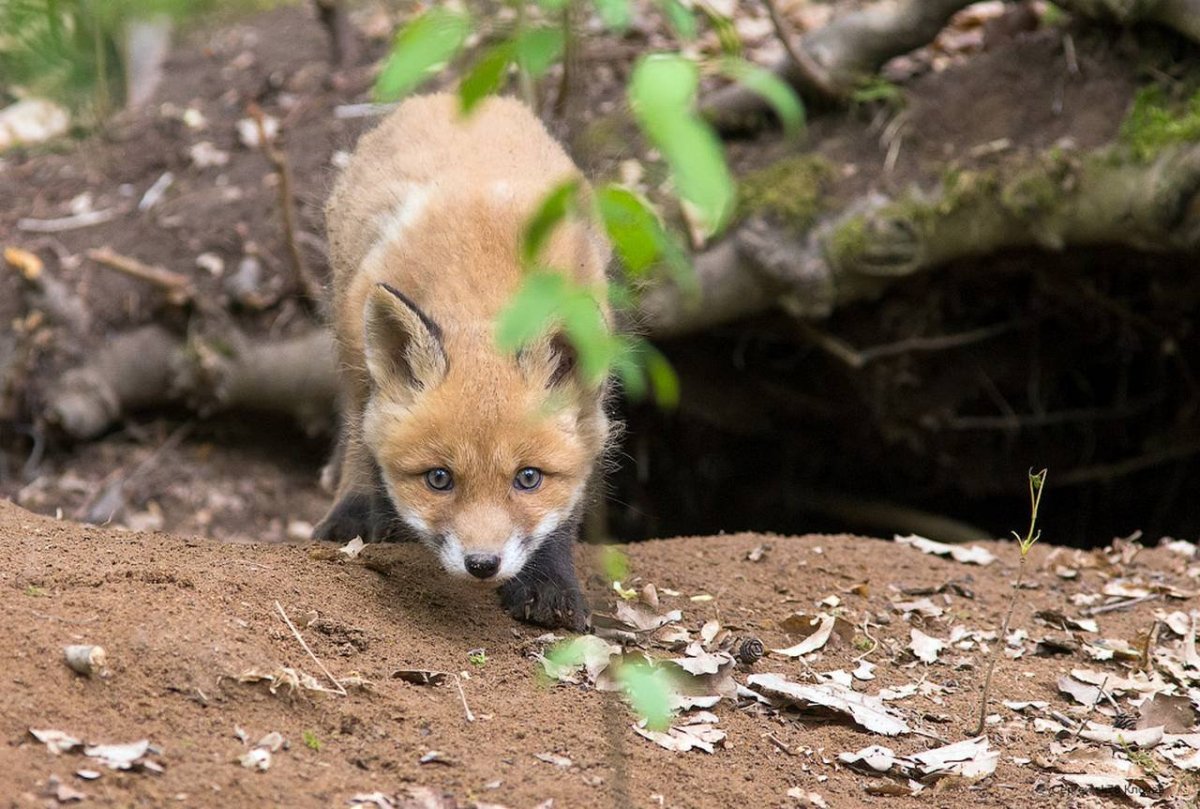 Лисица обыкновенная Нора и лисята