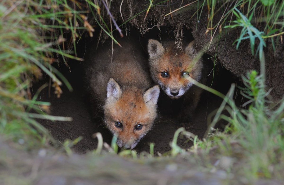 Лиса живет в норе