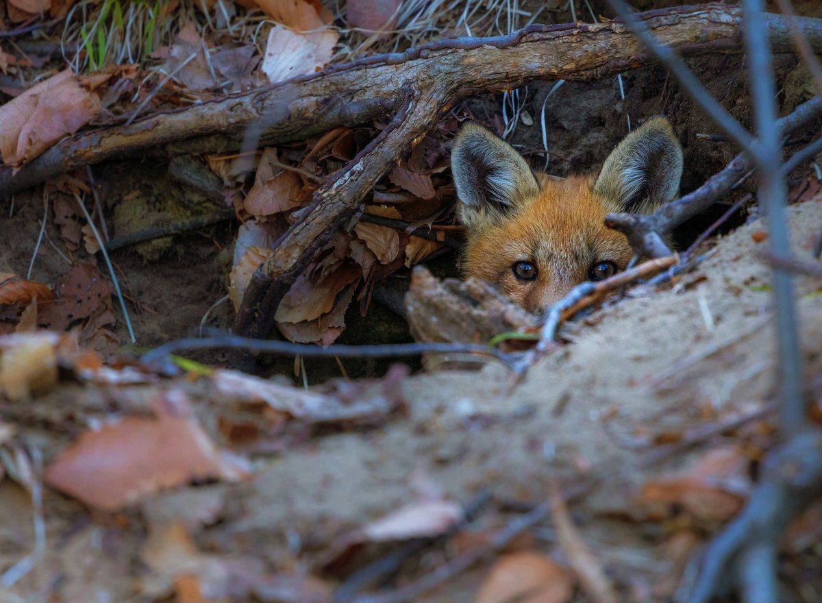Лиса выглядывает