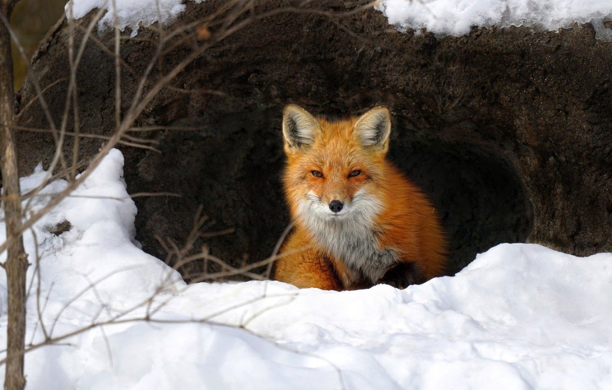 Лисья Нора зимой