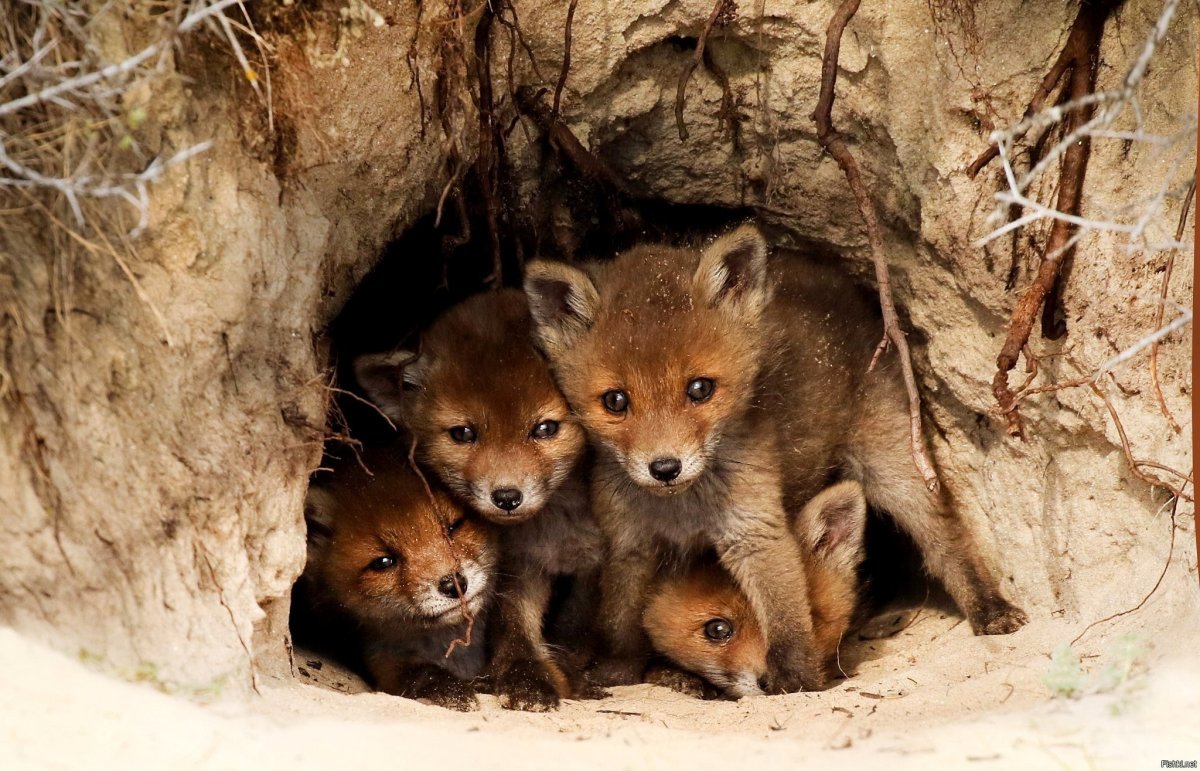 Лисы Лисья Нора