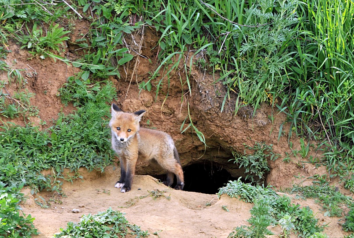 Нора лисы Лисья Нора