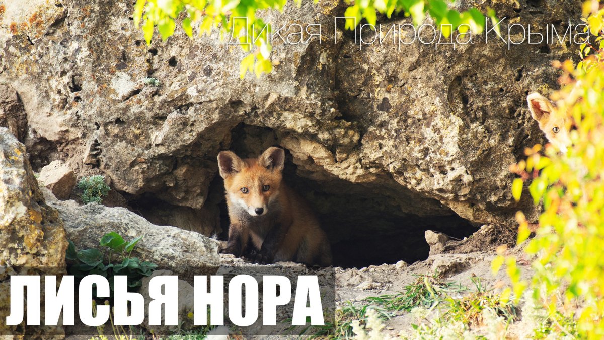 Нора лисы Лисья Нора