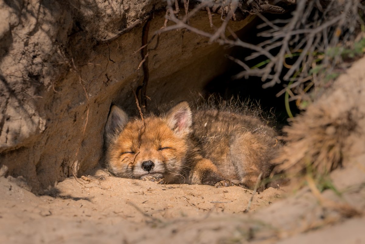 Лисья Нора фото