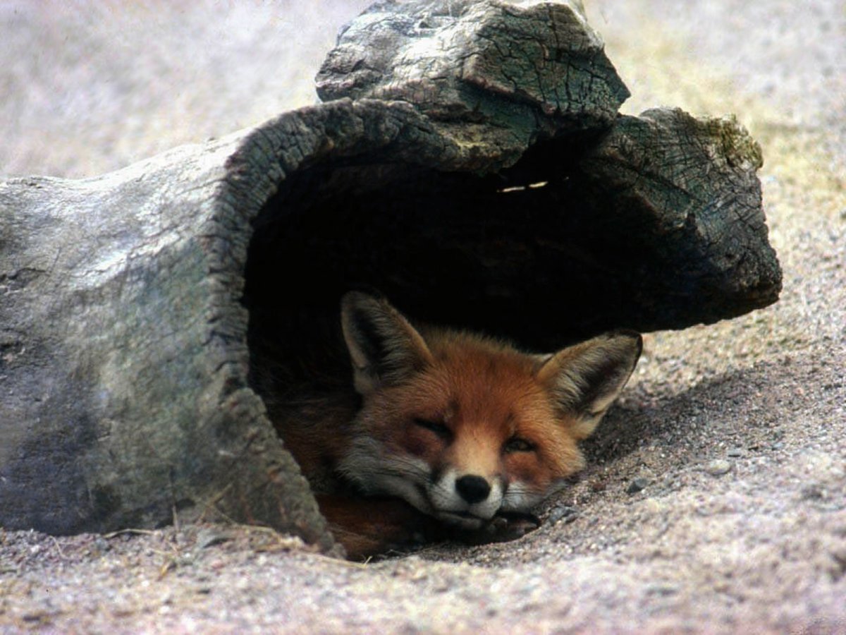 Жилище лисы