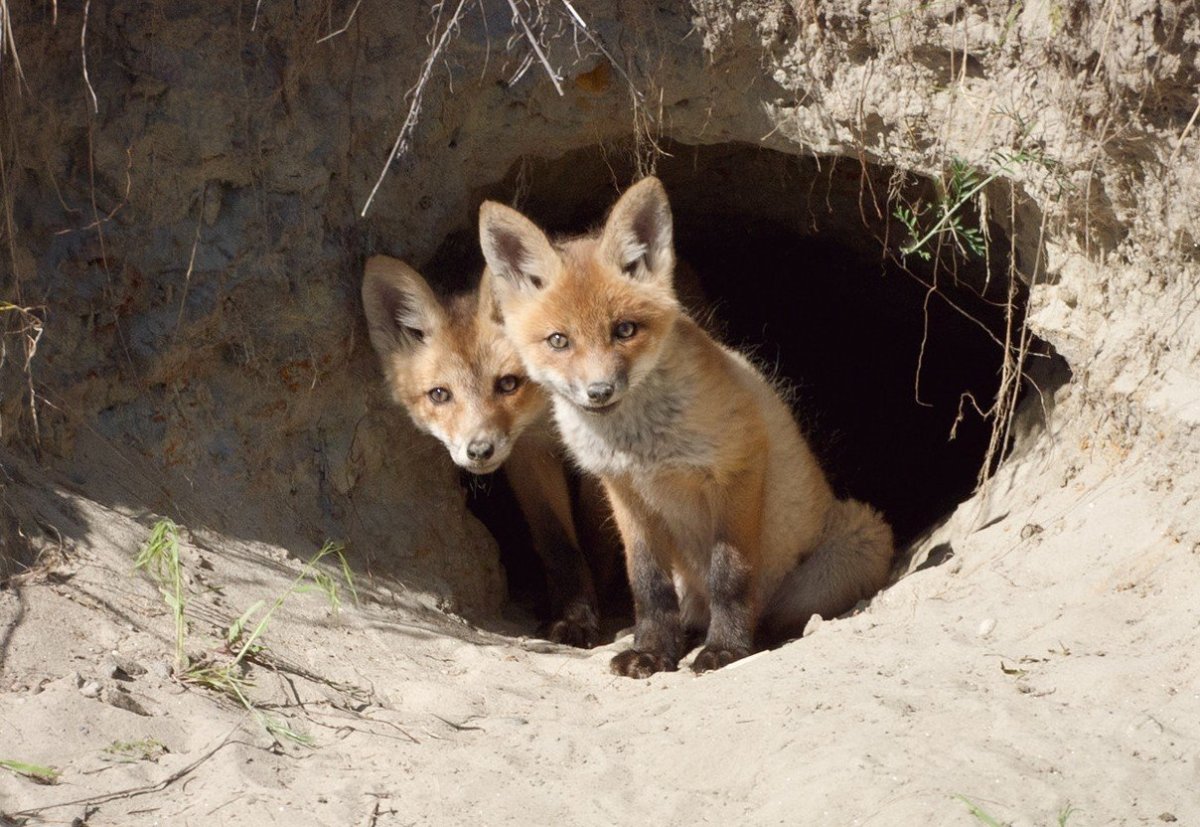 Нора лисы Лисья Нора