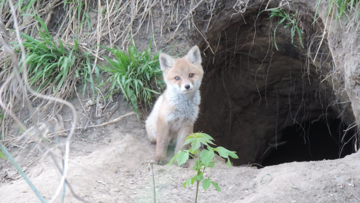 Лисья Нора фото