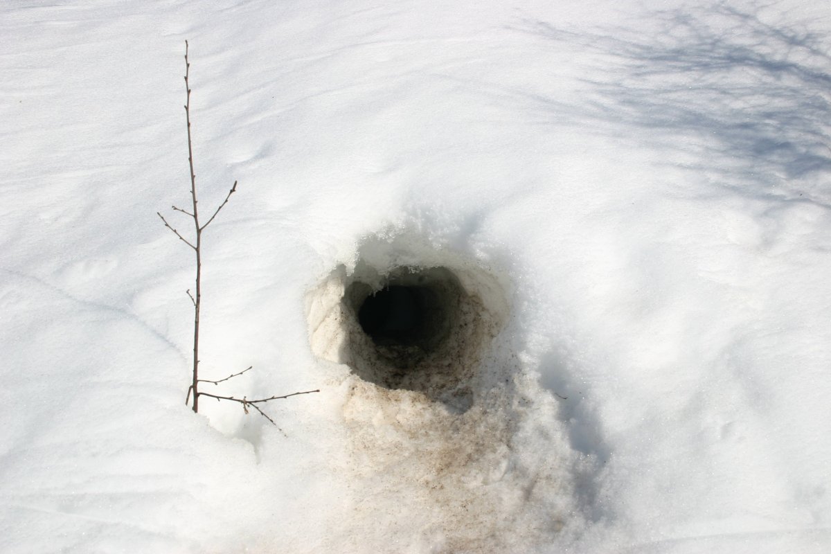 Нора зайца зимой