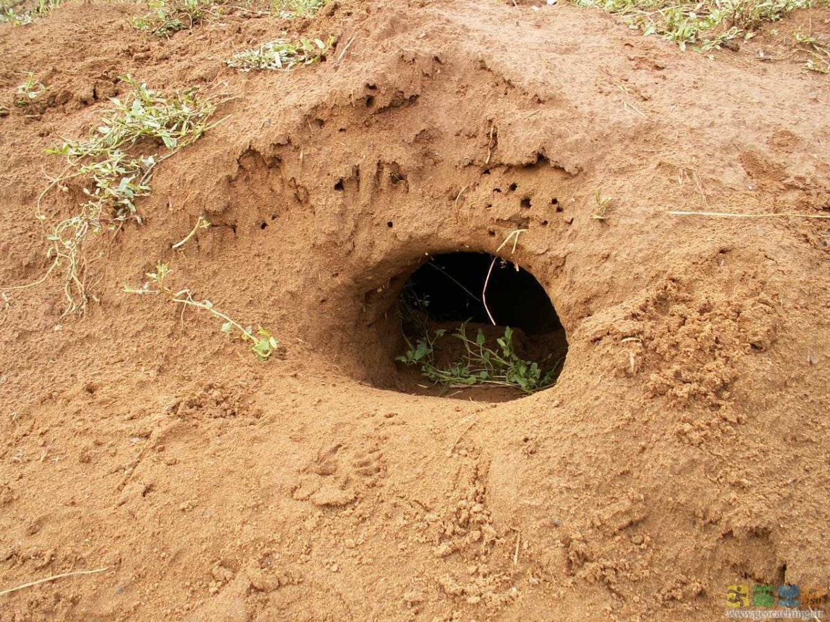 Норка в земле