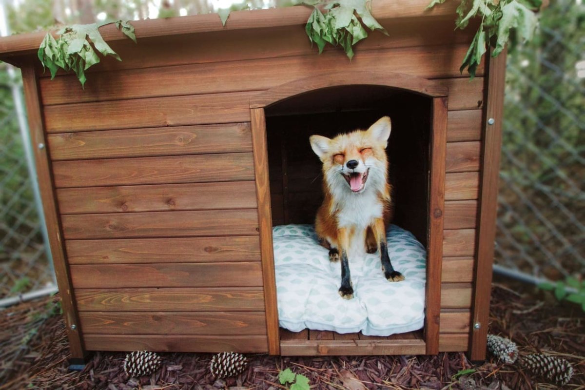Домик лисички